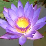 lotus flower.jpg